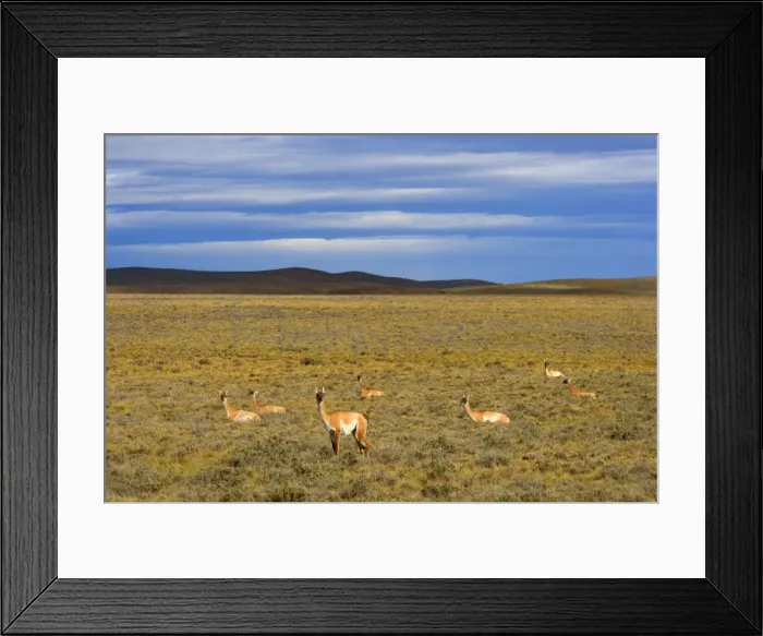 Framed Print : Picture No. 10889291