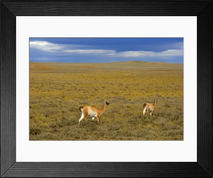 Framed Print : Picture No. 10889289 Framed Print : Picture No. 10889289