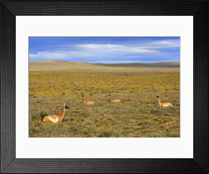 Framed Print : Picture No. 10889290 Framed Print : Picture No. 10889290