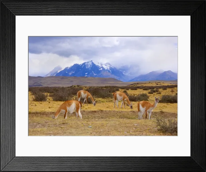 Framed Print : Picture No. 10889293 Framed Print : Picture No. 10889293