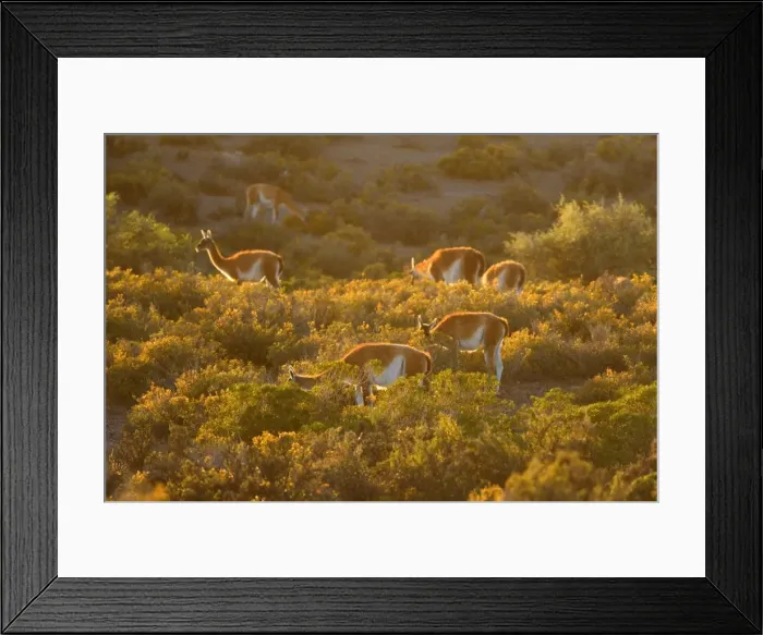 Framed Print : Picture No. 10889288
