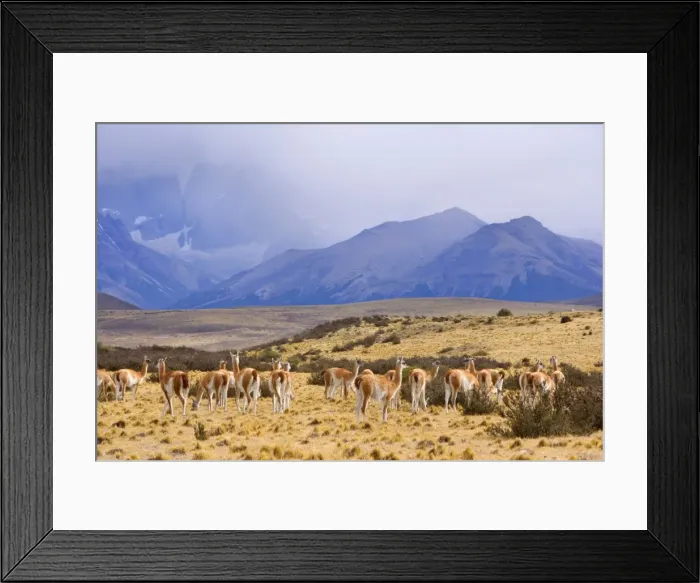 Framed Print : Picture No. 10889294 Framed Print : Picture No. 10889294