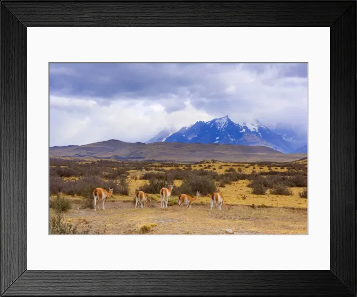 Framed Print : Picture No. 10889292 Framed Print : Picture No. 10889292