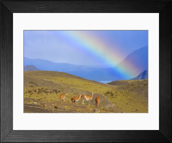 Framed Print : Picture No. 10889297 Framed Print : Picture No. 10889297