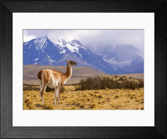 Framed Print : Picture No. 10889295 Framed Print : Picture No. 10889295