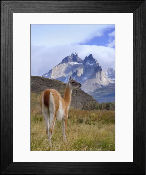 Framed Print : Picture No. 10889300 Framed Print : Picture No. 10889300