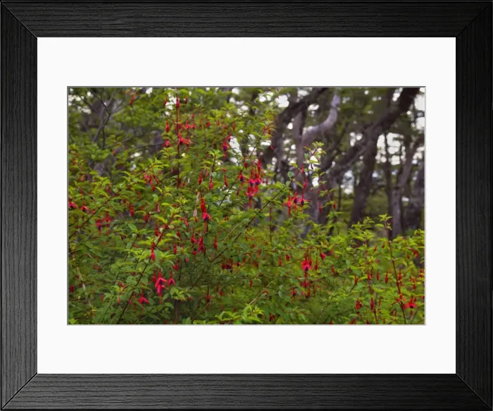 Framed Print : Picture No. 10889303 Framed Print : Picture No. 10889303