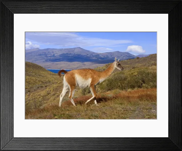 Framed Print : Picture No. 10889299 Framed Print : Picture No. 10889299