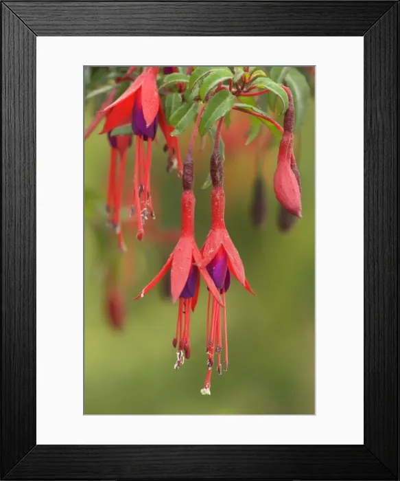 Framed Print : Picture No. 10889304 Framed Print : Picture No. 10889304