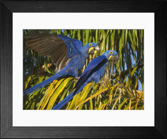 Framed Print : Picture No. 10889309