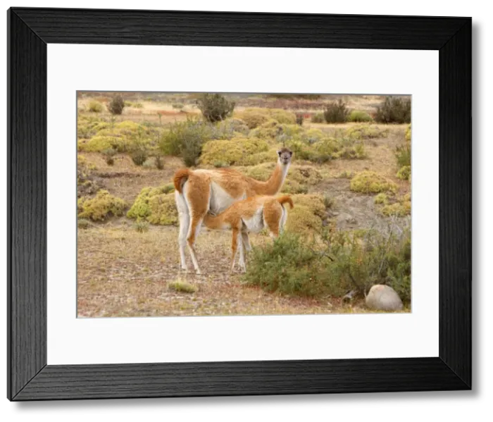 Framed Print : Picture No. 10889302 Framed Print : Picture No. 10889302
