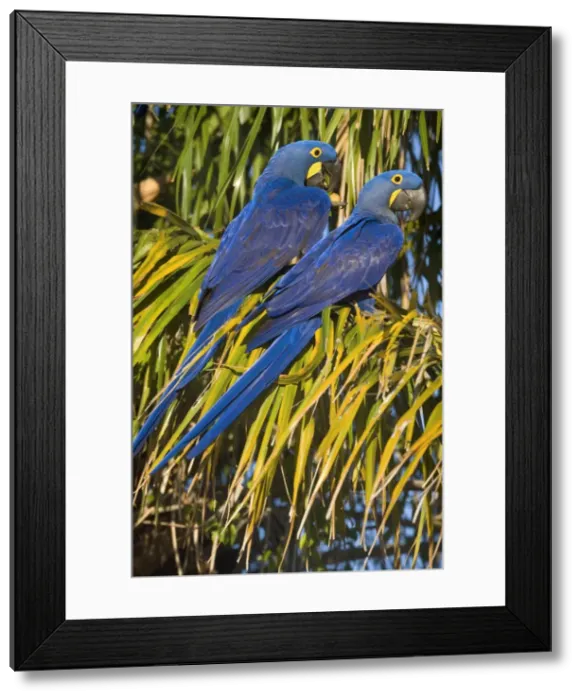 Framed Print : Picture No. 10889310 Framed Print : Picture No. 10889310