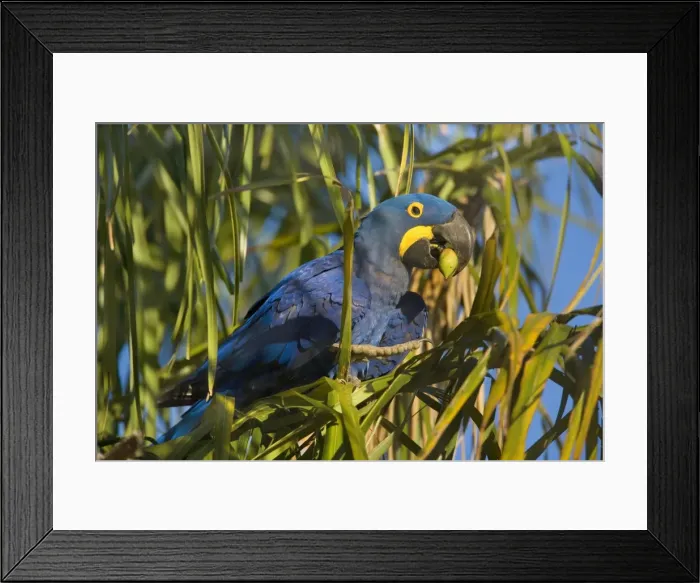 Framed Print : Picture No. 10889308 Framed Print : Picture No. 10889308