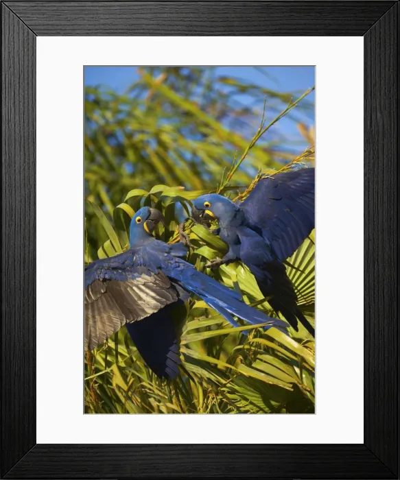 Framed Print : Picture No. 10889311