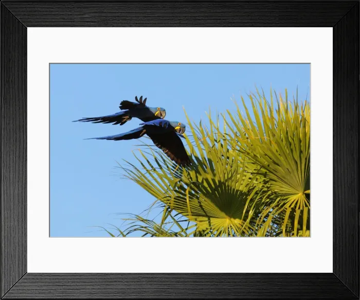 Framed Print : Picture No. 10889315 Framed Print : Picture No. 10889315