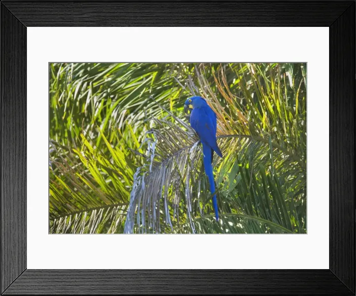 Framed Print : Picture No. 10889312 Framed Print : Picture No. 10889312