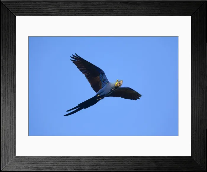 Framed Print : Picture No. 10889316 Framed Print : Picture No. 10889316