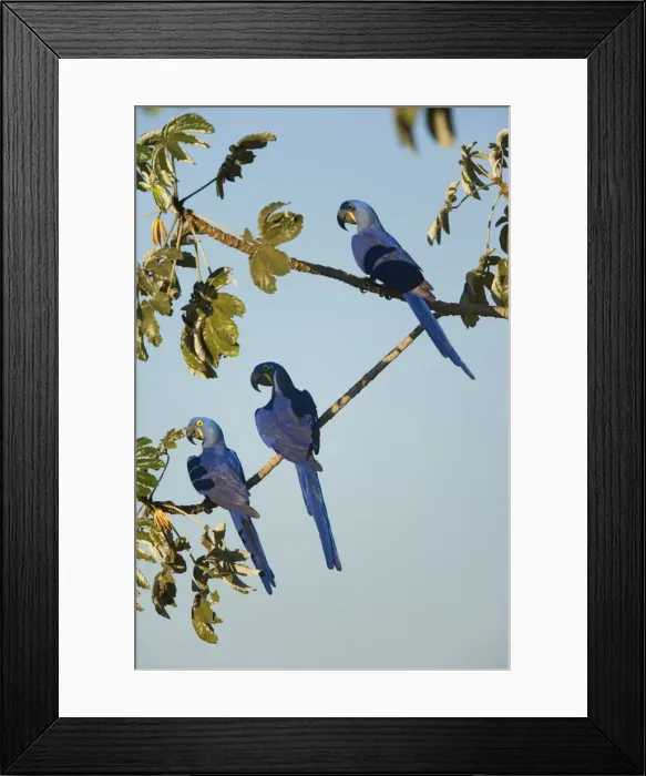 Framed Print : Picture No. 10889319 Framed Print : Picture No. 10889319