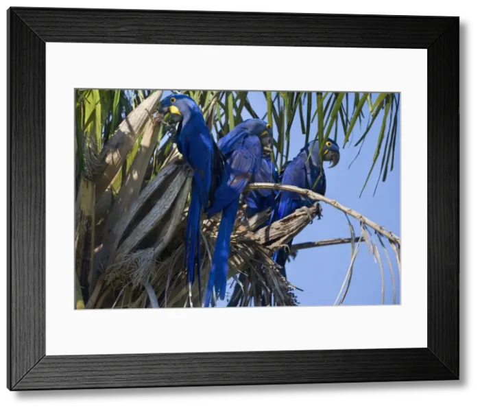 Framed Print : Picture No. 10889314 Framed Print : Picture No. 10889314