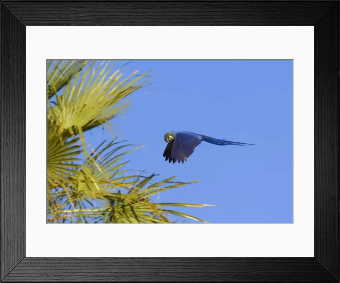 Framed Print : Picture No. 10889317 Framed Print : Picture No. 10889317