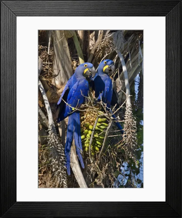 Framed Print : Picture No. 10889313 Framed Print : Picture No. 10889313