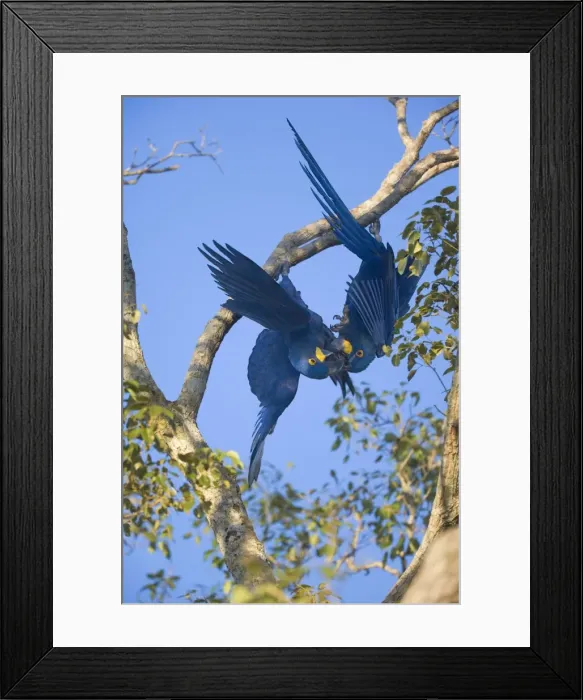 Framed Print : Picture No. 10889321 Framed Print : Picture No. 10889321
