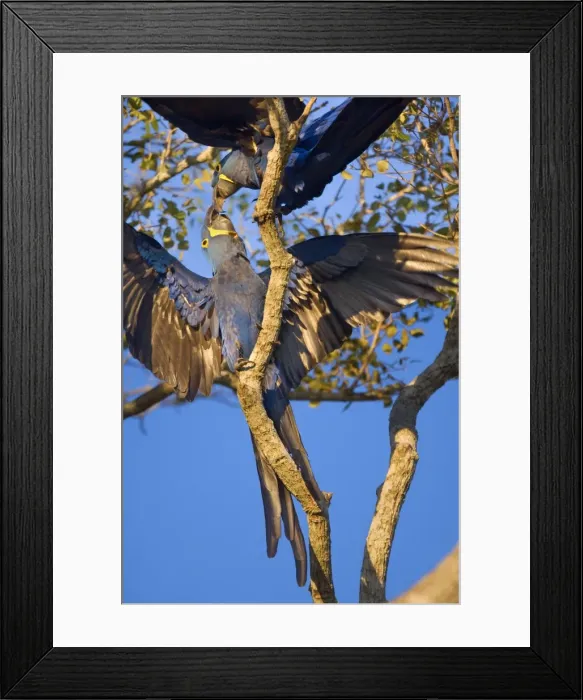 Framed Print : Picture No. 10889320