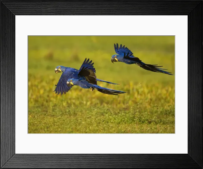 Framed Print : Picture No. 10889318 Framed Print : Picture No. 10889318
