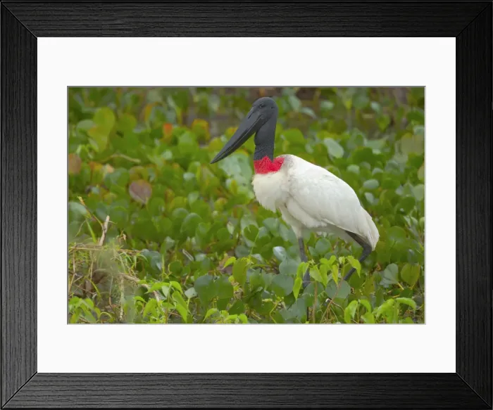 Framed Print : Picture No. 10889349 Framed Print : Picture No. 10889349