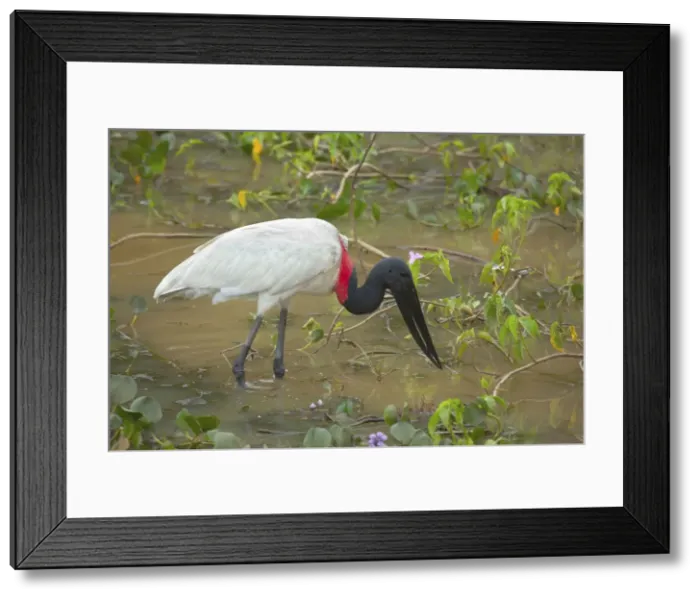 Framed Print : Picture No. 10889350 Framed Print : Picture No. 10889350