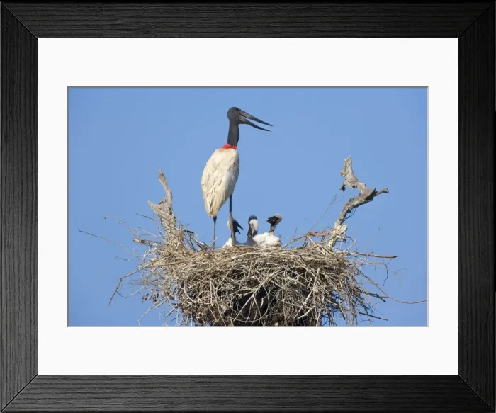 Framed Print : Picture No. 10889352 Framed Print : Picture No. 10889352
