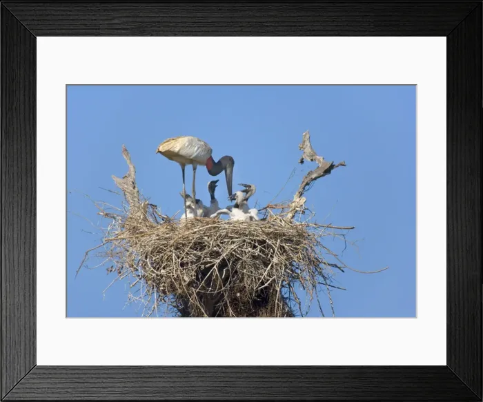 Framed Print : Picture No. 10889353 Framed Print : Picture No. 10889353