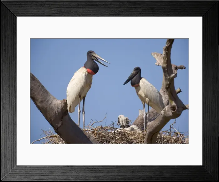 Framed Print : Picture No. 10889351 Framed Print : Picture No. 10889351