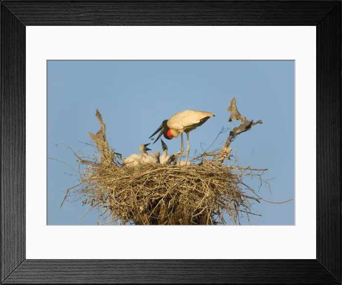 Framed Print : Picture No. 10889356