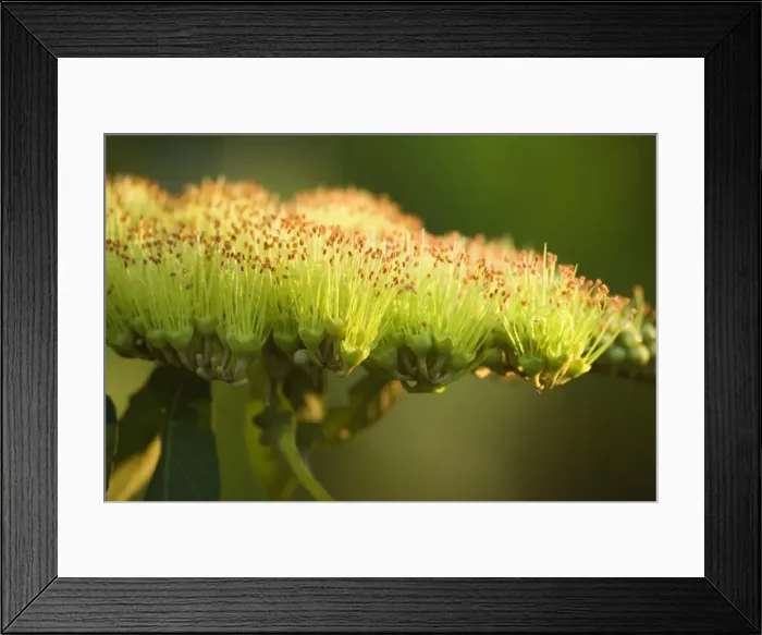 Framed Print : Picture No. 10889357 Framed Print : Picture No. 10889357