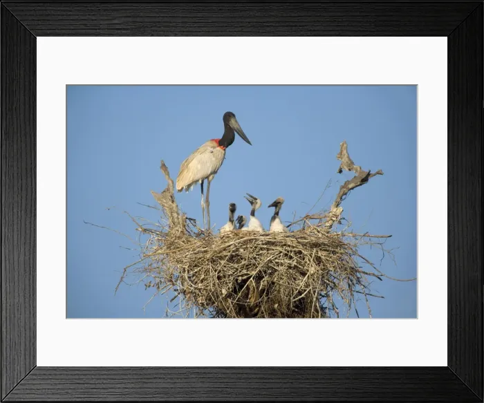 Framed Print : Picture No. 10889354 Framed Print : Picture No. 10889354
