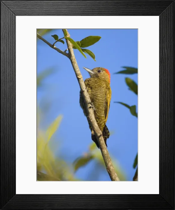 Framed Print : Picture No. 10889366