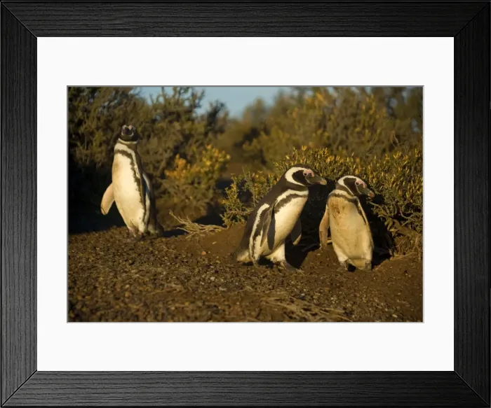 Framed Print : Picture No. 10889368 Framed Print : Picture No. 10889368