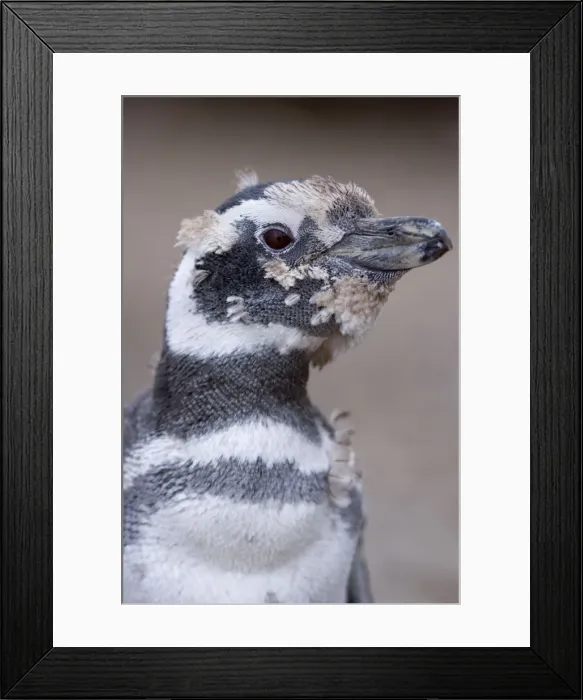 Framed Print : Picture No. 10889370 Framed Print : Picture No. 10889370