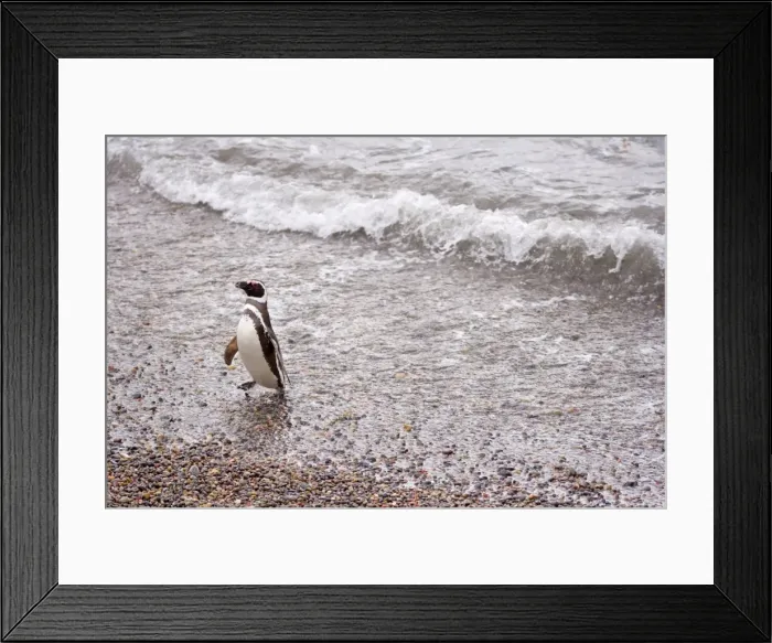Framed Print : Picture No. 10889371 Framed Print : Picture No. 10889371