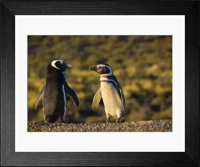 Framed Print : Picture No. 10889373