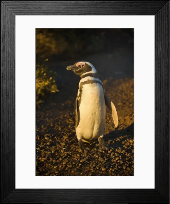 Framed Print : Picture No. 10889369 Framed Print : Picture No. 10889369