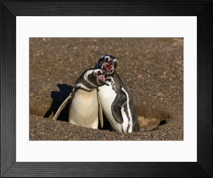 Framed Print : Picture No. 10889375 Framed Print : Picture No. 10889375