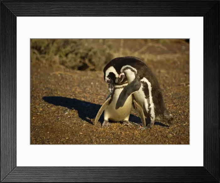 Framed Print : Picture No. 10889376 Framed Print : Picture No. 10889376