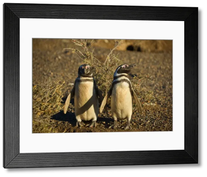 Framed Print : Picture No. 10889372 Framed Print : Picture No. 10889372