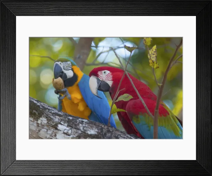 Framed Print : Picture No. 10889367 Framed Print : Picture No. 10889367