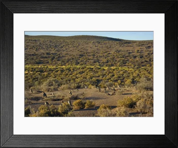 Framed Print : Picture No. 10889378 Framed Print : Picture No. 10889378