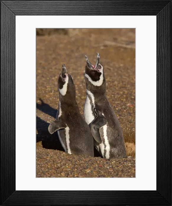 Framed Print : Picture No. 10889374 Framed Print : Picture No. 10889374