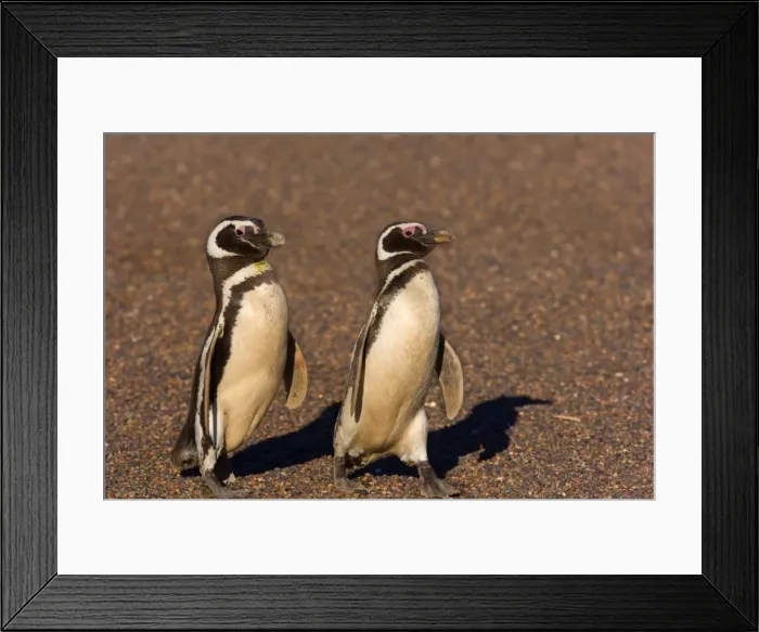 Framed Print : Picture No. 10889377 Framed Print : Picture No. 10889377