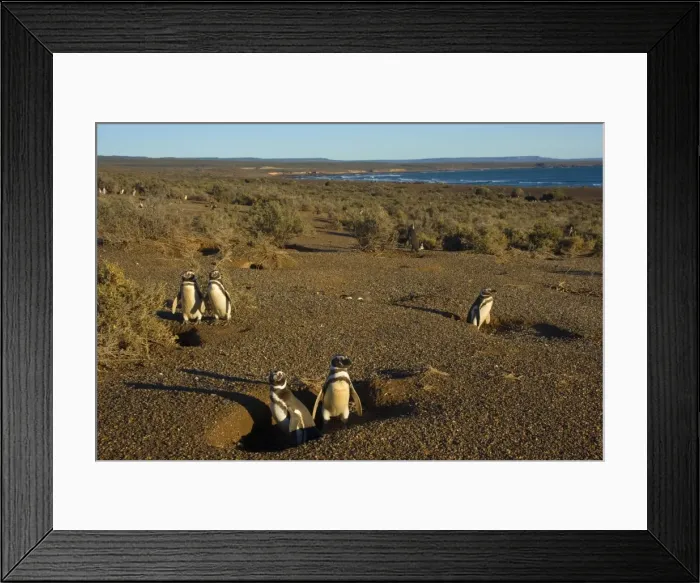 Framed Print : Picture No. 10889379 Framed Print : Picture No. 10889379